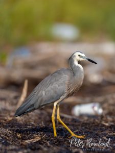 White-faced Heron foraging at the edge of a lake, with human rubbish in background