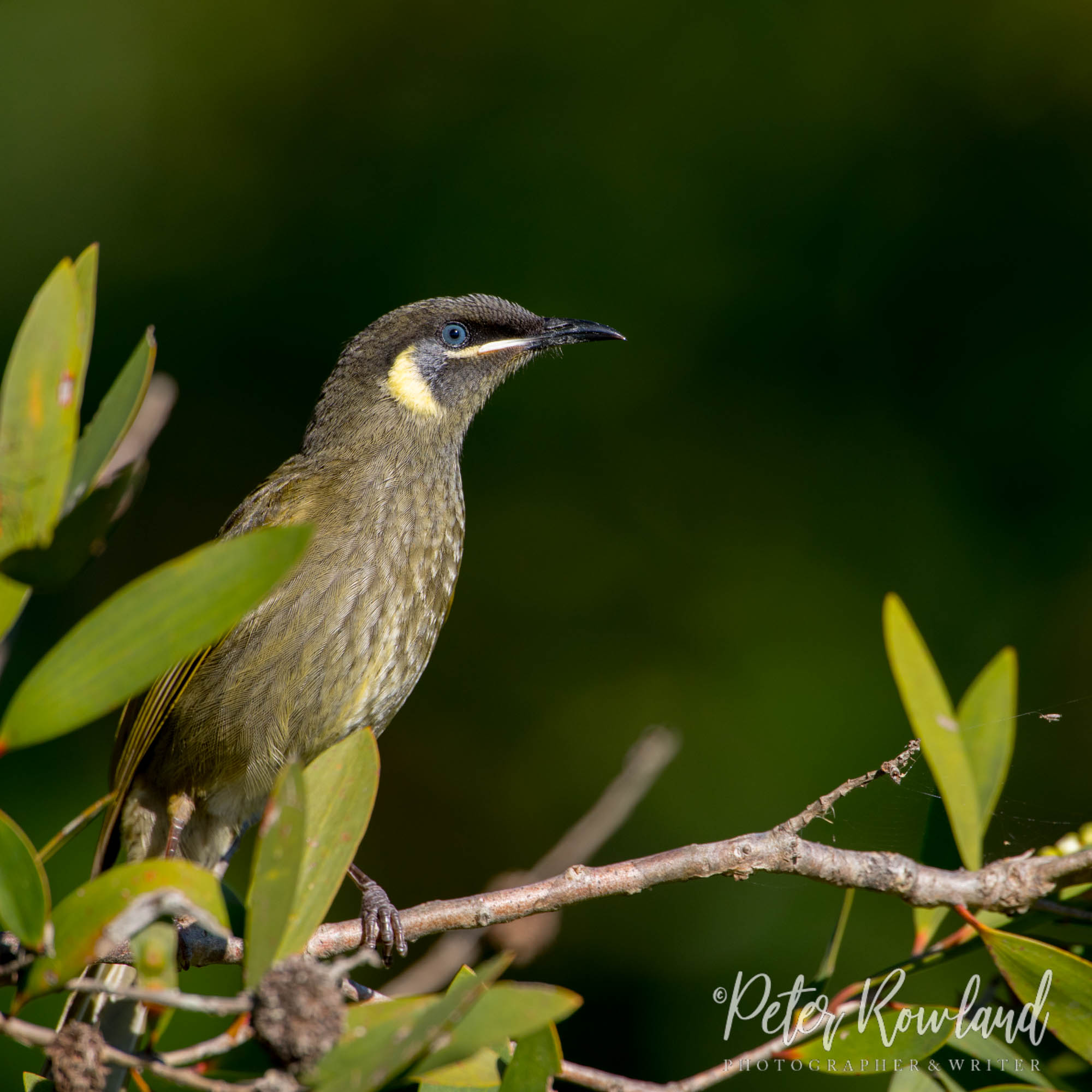 Lewin's Honeyeater perched on a branch of shrub in morning sunlight at West Byron Wetlands NSW. (Photographed by Peter Rowland)