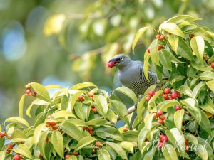 Barred Cuckoo-shrike feeding on red fruits of fig tree