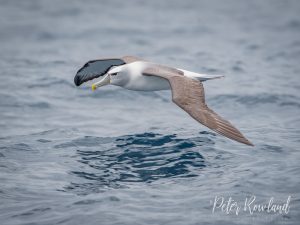 A Shy Albatross gliding over the surface of the ocean. [Photographed by Peter Rowland]