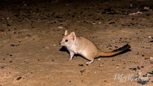 The endemic and near-threatened Crest-tailed Mulgara was seen on my Desert Swag and Stay tour. [Photographed by Peter Rowland]
