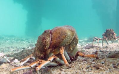 SOS – Save Our Spidercrabs