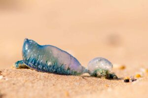 Bluebottle or Portugueses Man 'o' War on a sandy beach