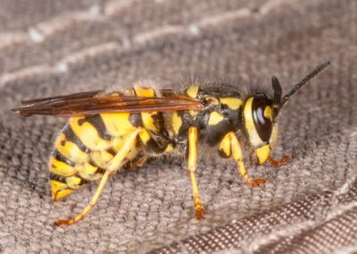 Bees, Wasps, Ants and Sawflies
