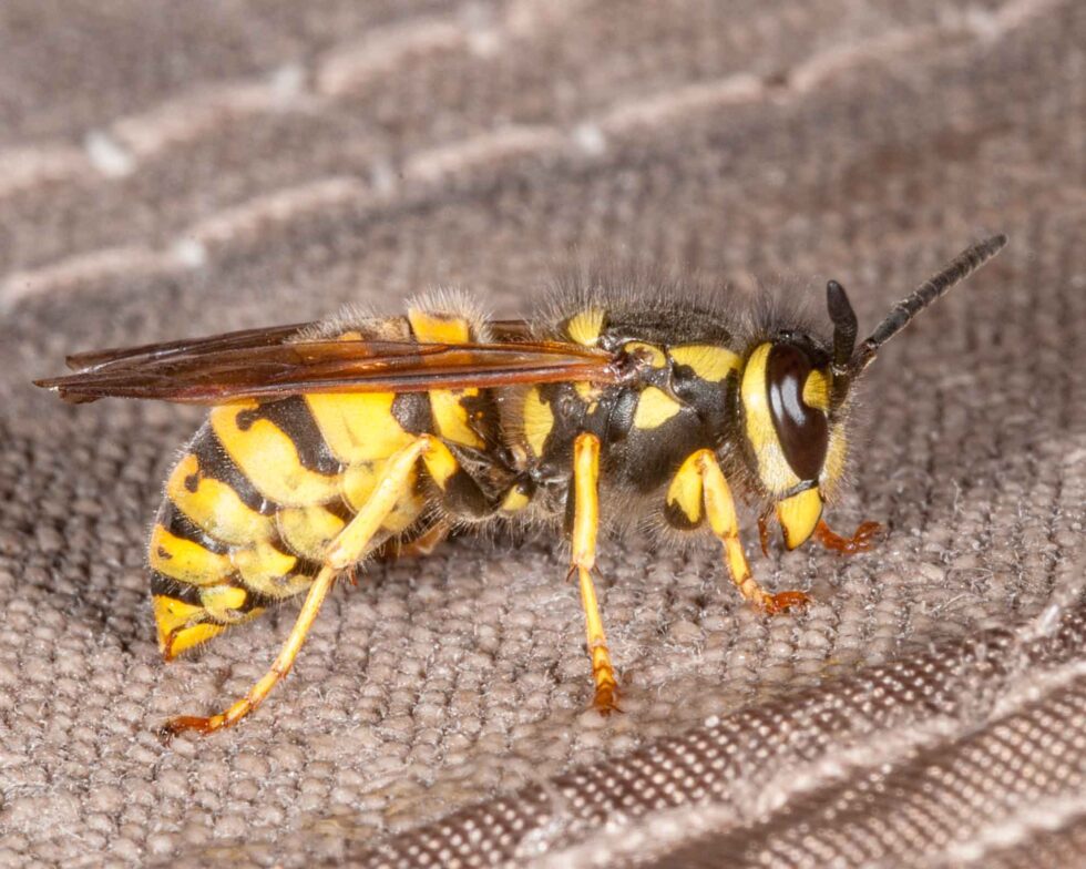 European Wasp Peter Rowland Photographer & Writer