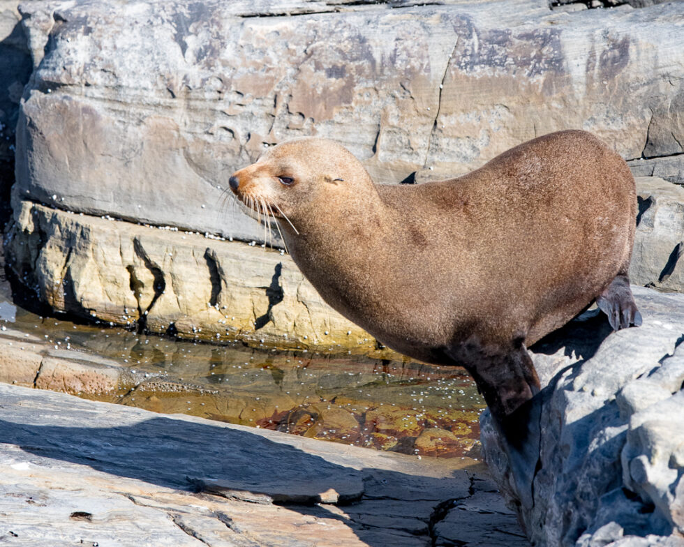 Australian Fur seal Peter Rowland Photographer Writer Australian Fur seal Peter Rowland Photographer Writer