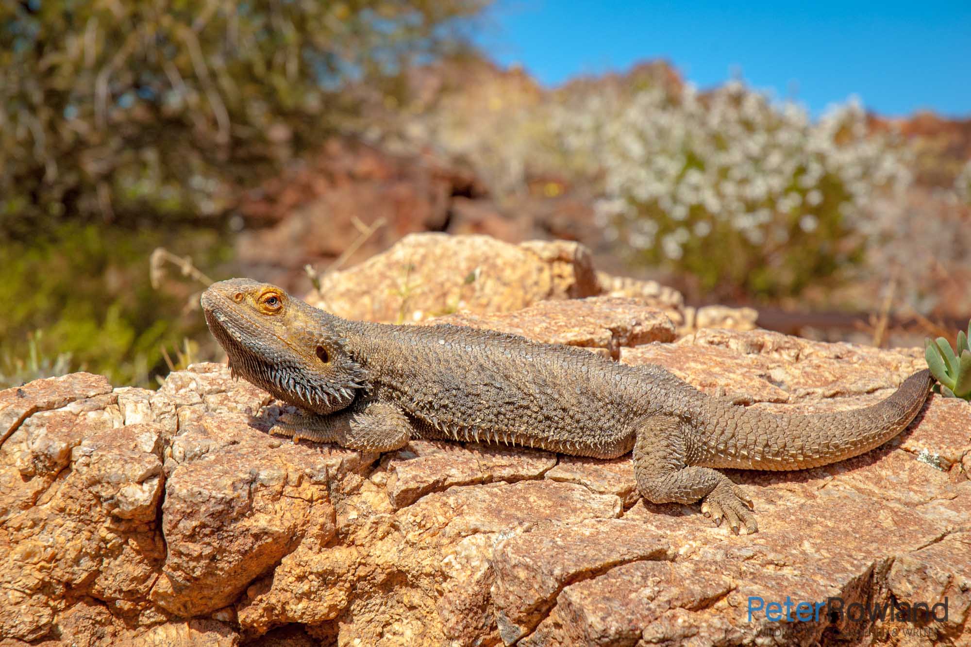 Central Bearded Dragon basking on rock with flowering shrubs in background