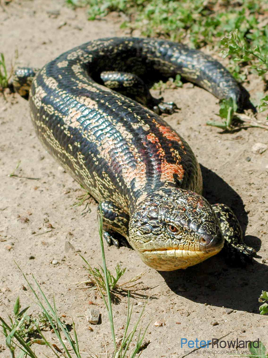 A Blotched Blue-Tongue lizard basking on the bare ground