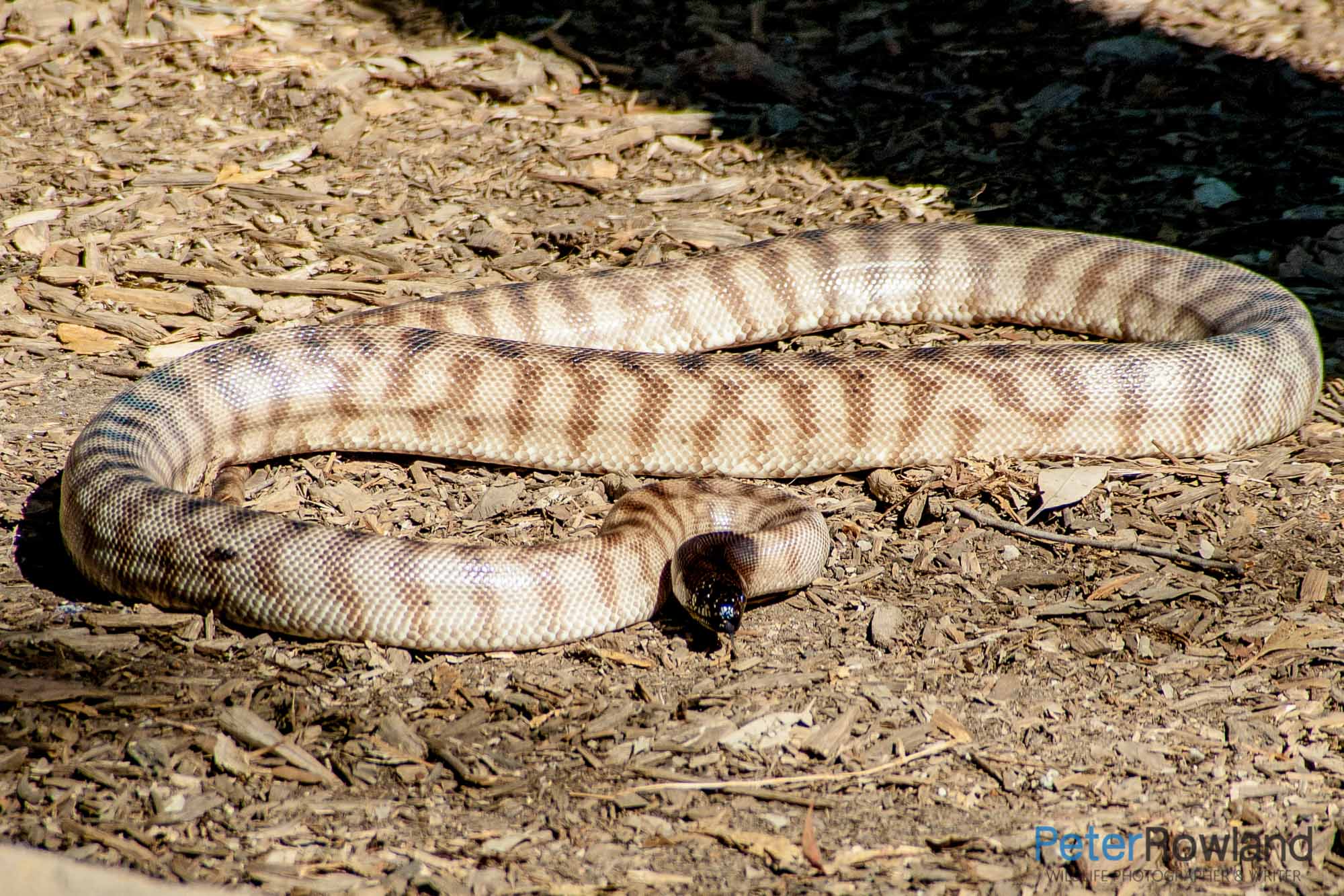 A Black-headed Python coiled on the ground