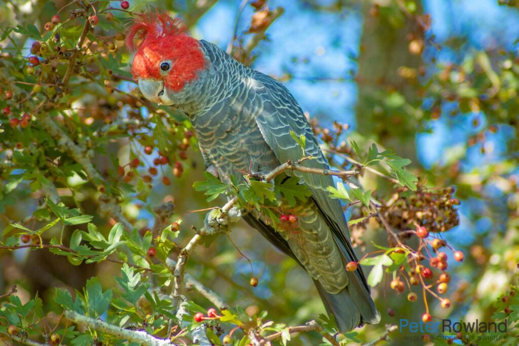 A male Gang-gang Cockatoo sitting in a Hawthorn tree