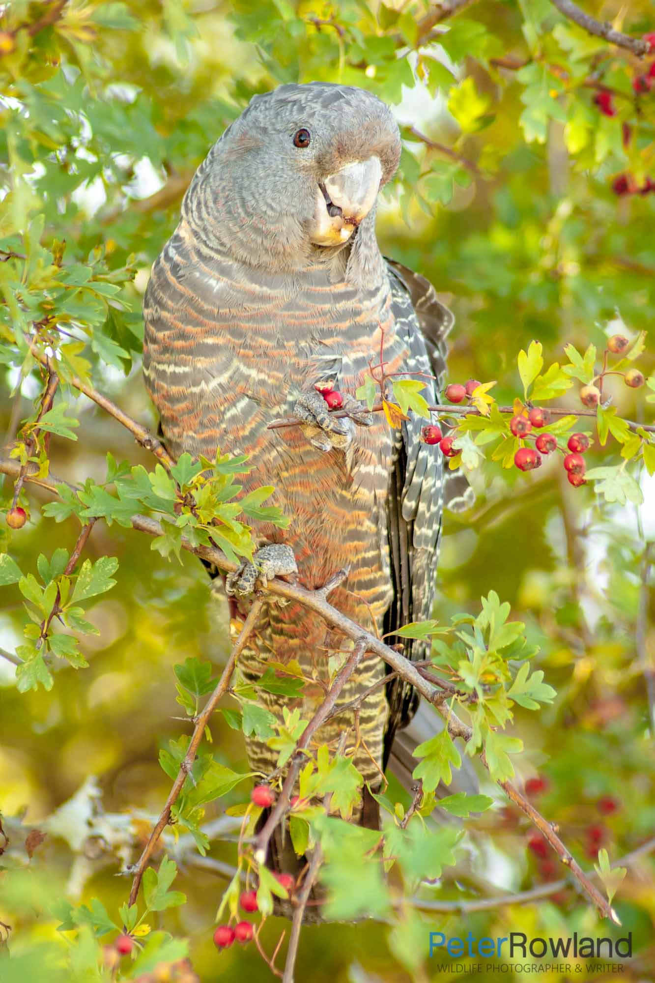 A female Gang-gang Cockatoo grasping Hawthorn berries in its left foot