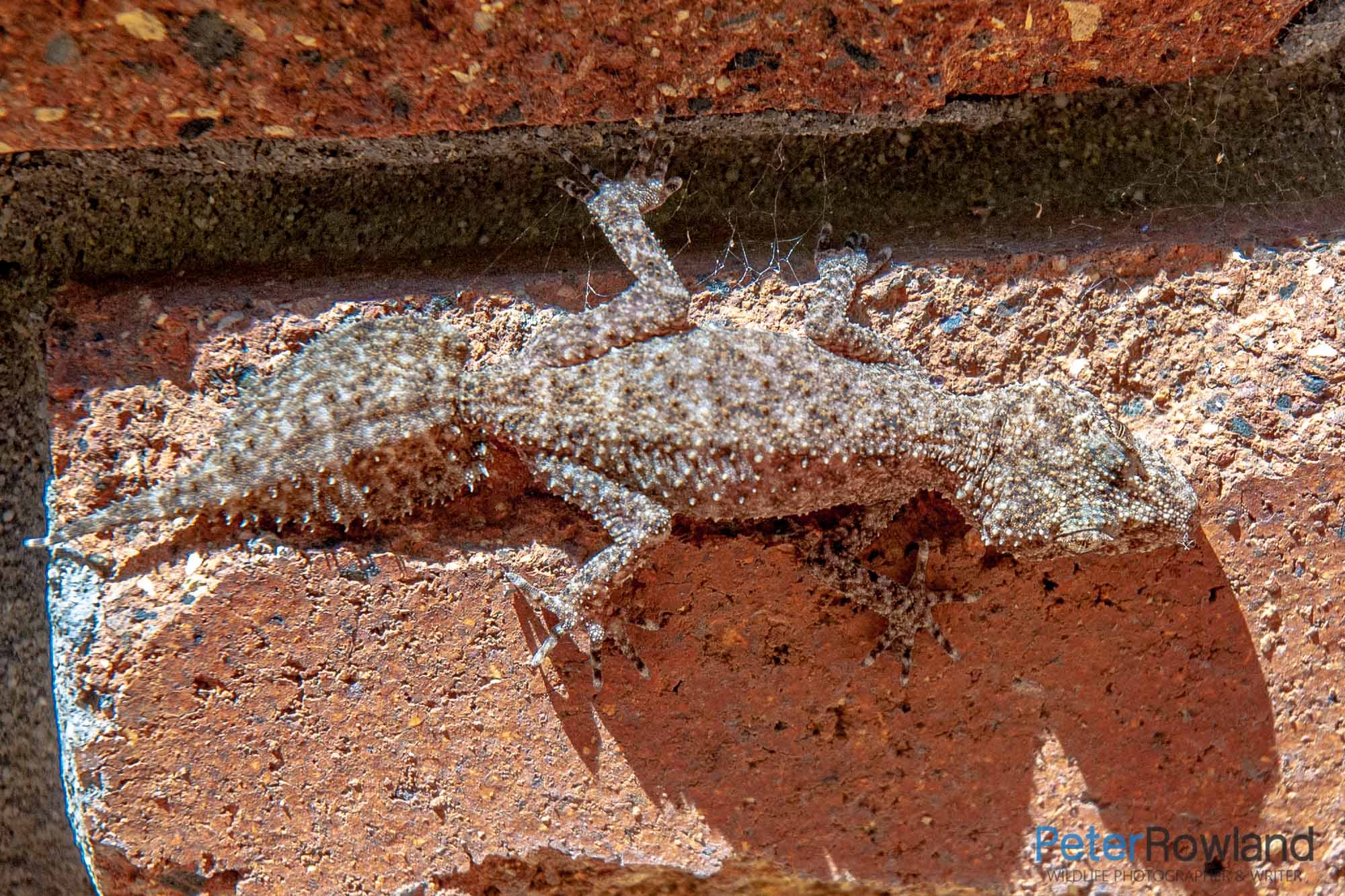 A Southern Leaf-tailed Gecko basking on a brick wall in NSW