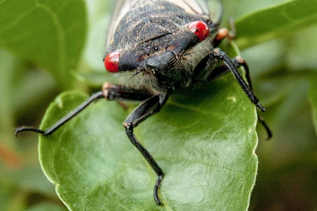True Bugs