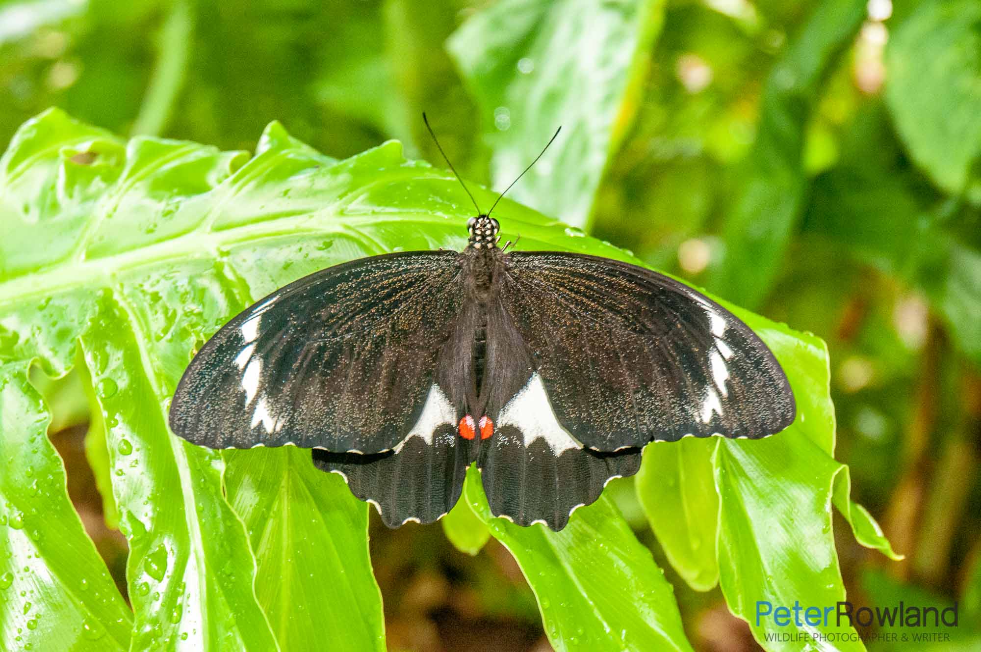 The upper wings of an Orchard Swallowtail sat on a leaf