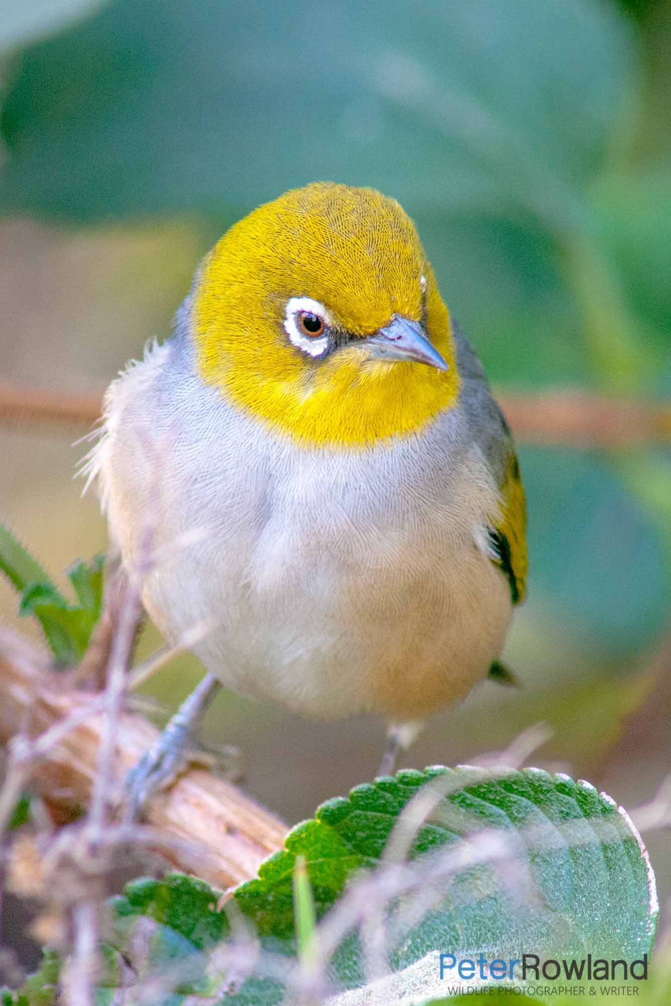 A Silvereye (Zosterops lateralis) perched on a small branch