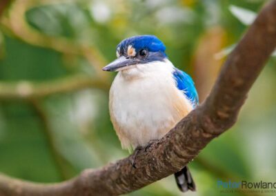 Forest Kingfisher (Todiramphus macleayii) sitting on a branch in the forest. [Photographed by Peter Rowland]