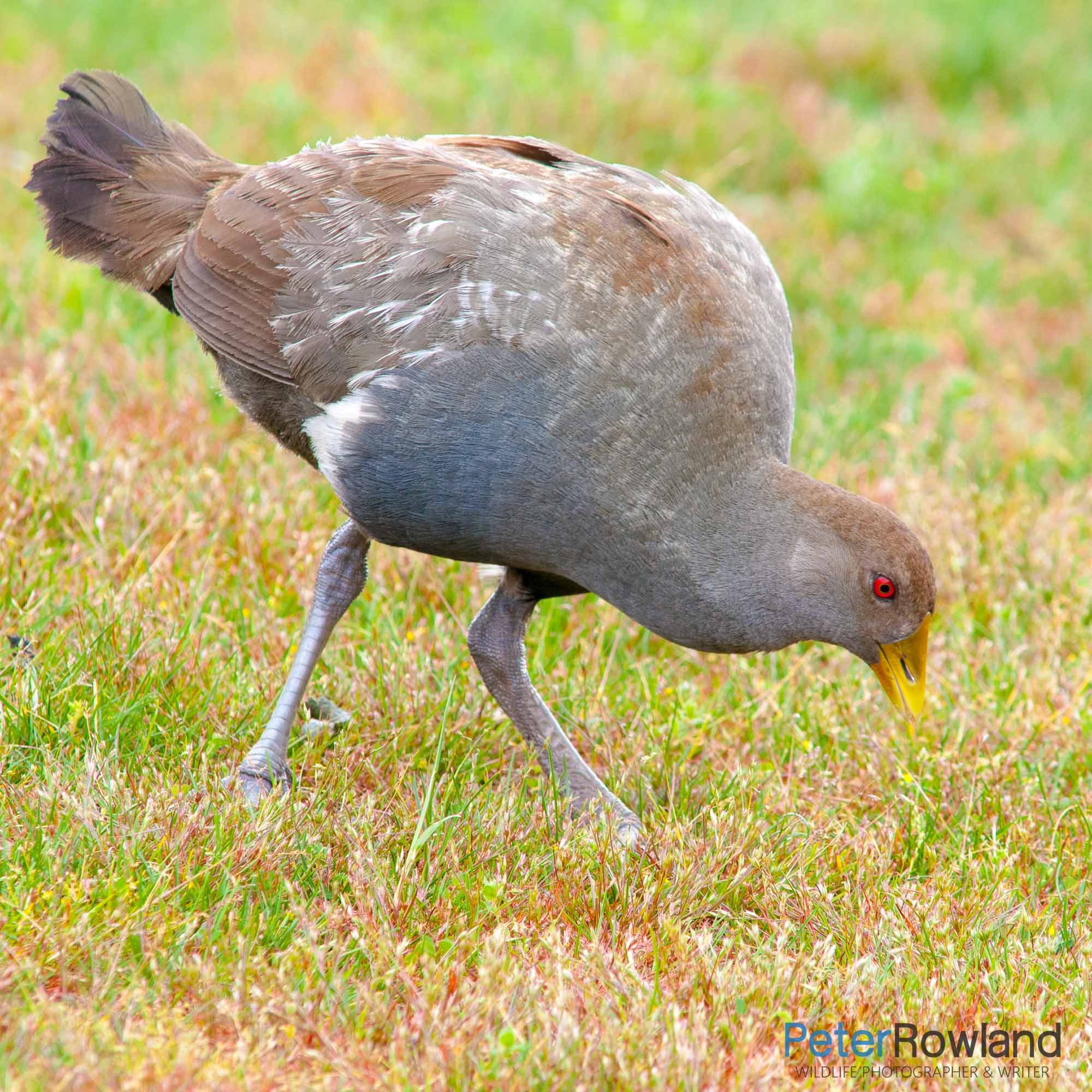 A Tasmanian Native-Hen (Tribonyx mortierii) looking for food in a grassy field