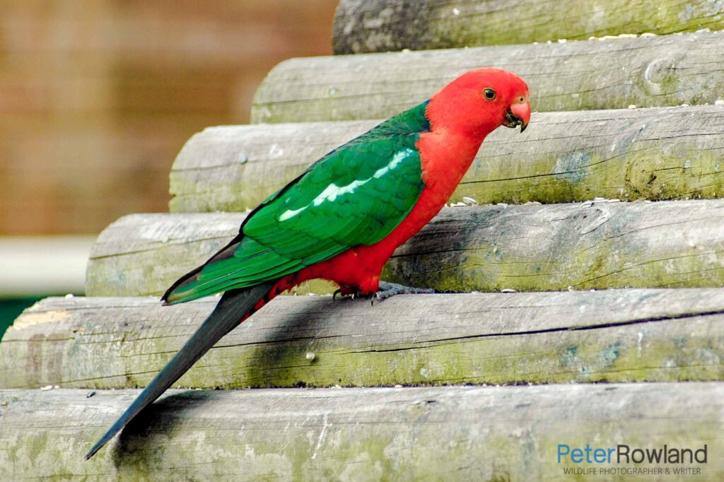 A male Australian King Parrot on a wooden roof
