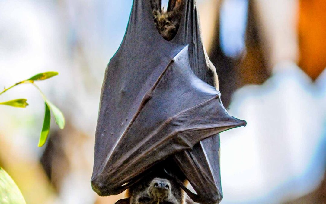 Black Fruit-bat