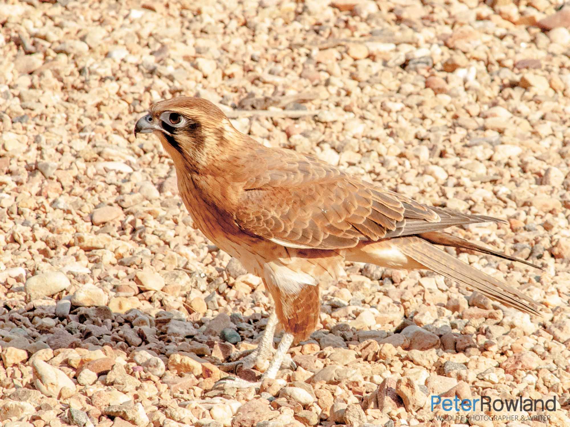 A Brown Falcon standing on pebble covered ground