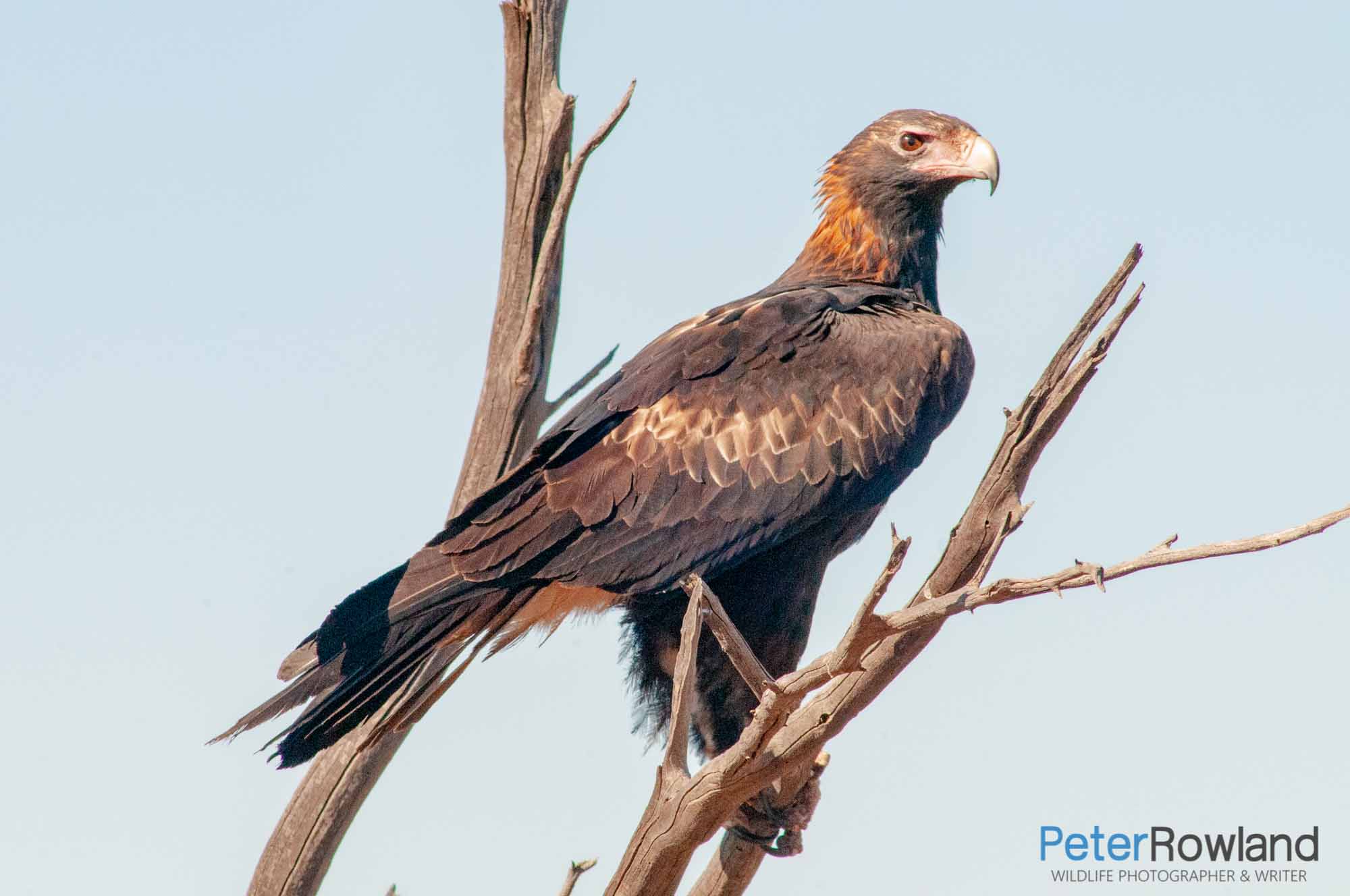 A Wedge-tailed Eagle perched at the top of a low dead tree in the outback of the Northern Territory