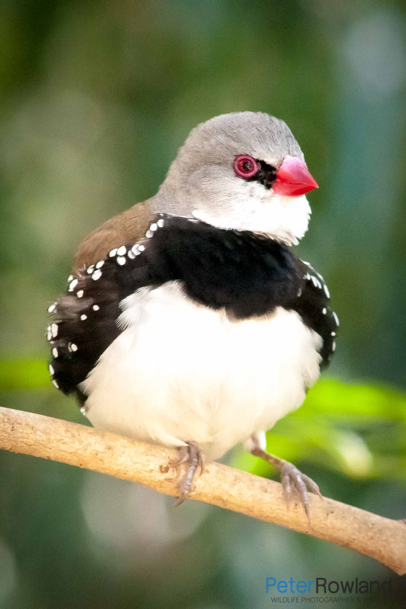 A Diamond Firetail perched on a small branch