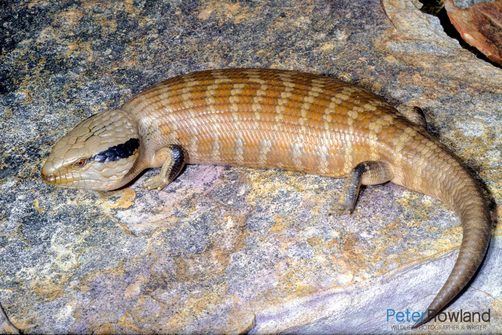 A Central Blue-tongue lying on a large rock