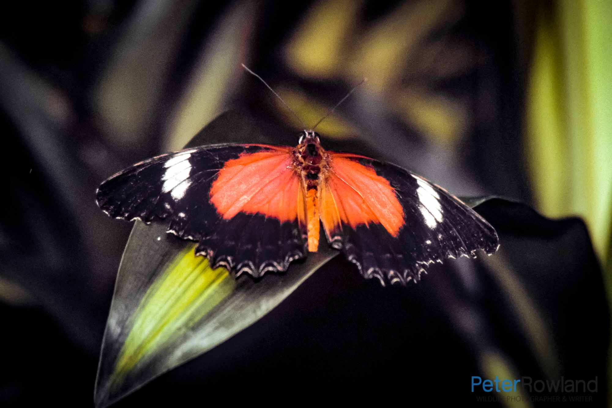 A Red Lacewing butterfly perched on a green leaf with wings open