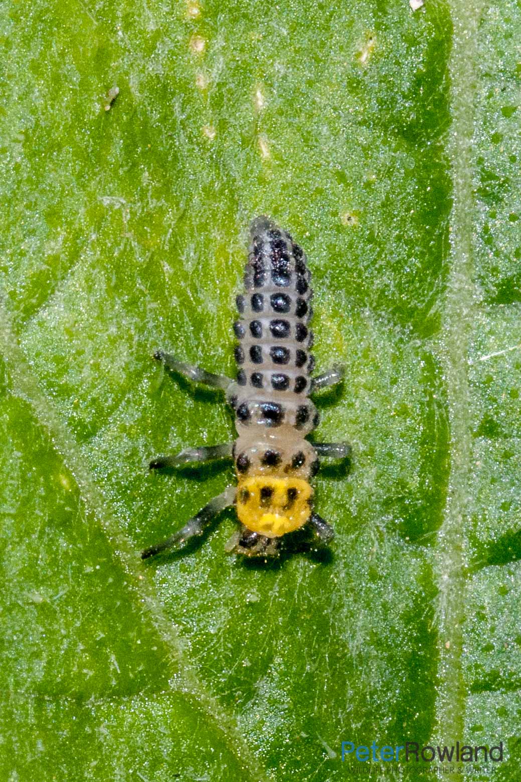 A Fungus-eating Ladybird nymph on a leaf