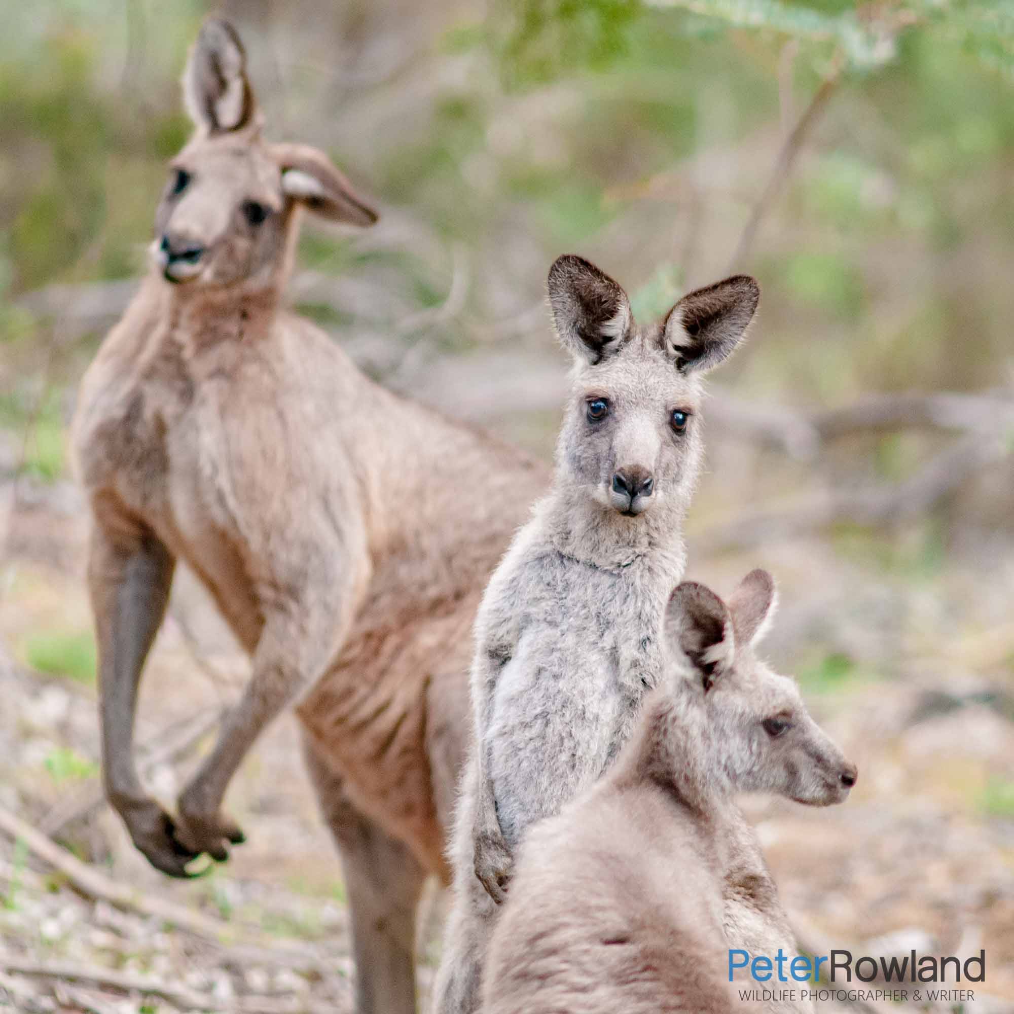An Eastern Grey Kangaroo family looking at the camera