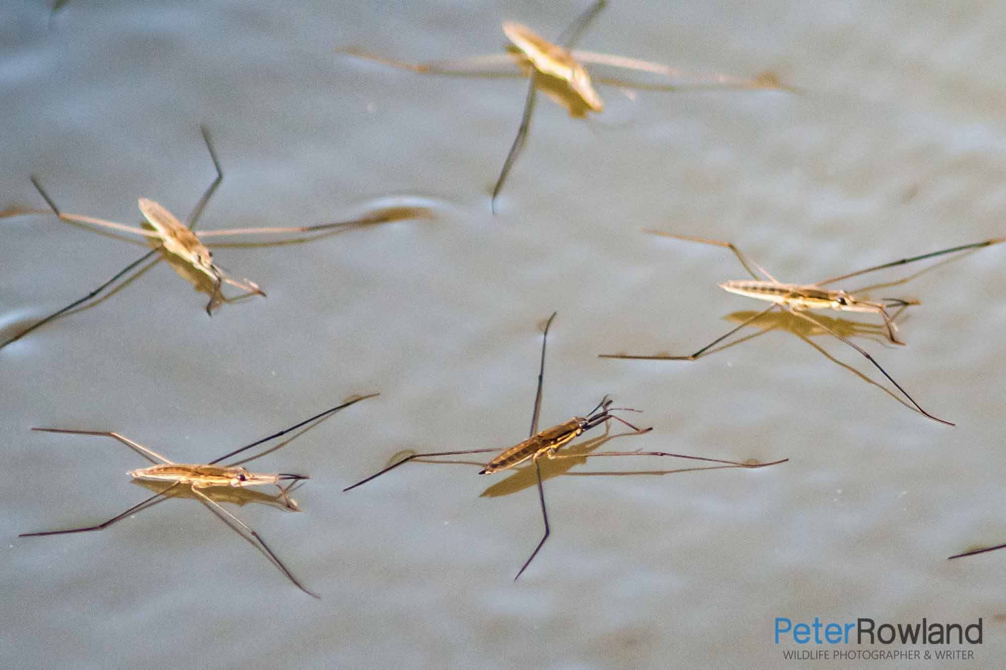 A group of Water Striders standing on the surface tension of a waterbody