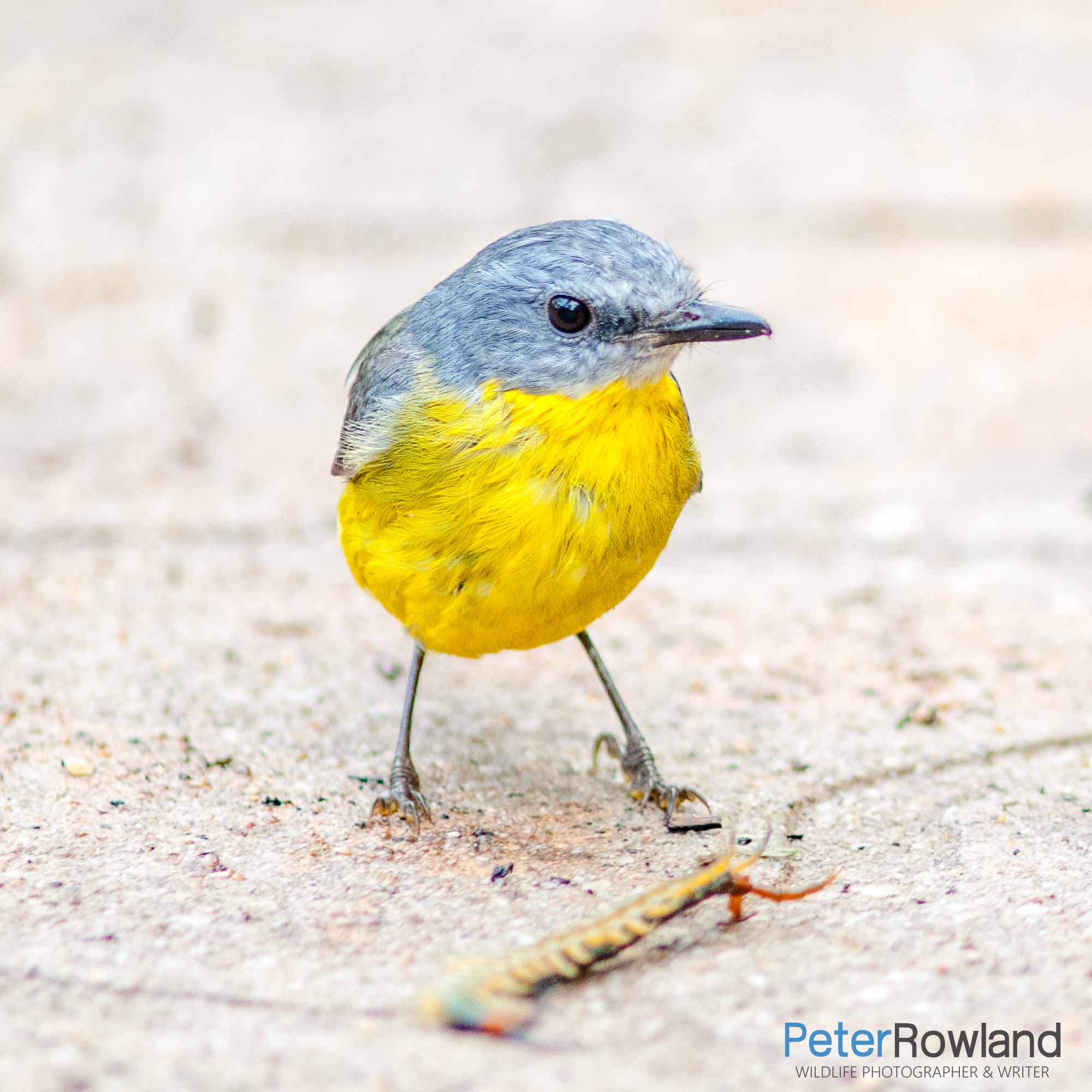 An Eastern Yellow Robin spotting an invertebrate to eat