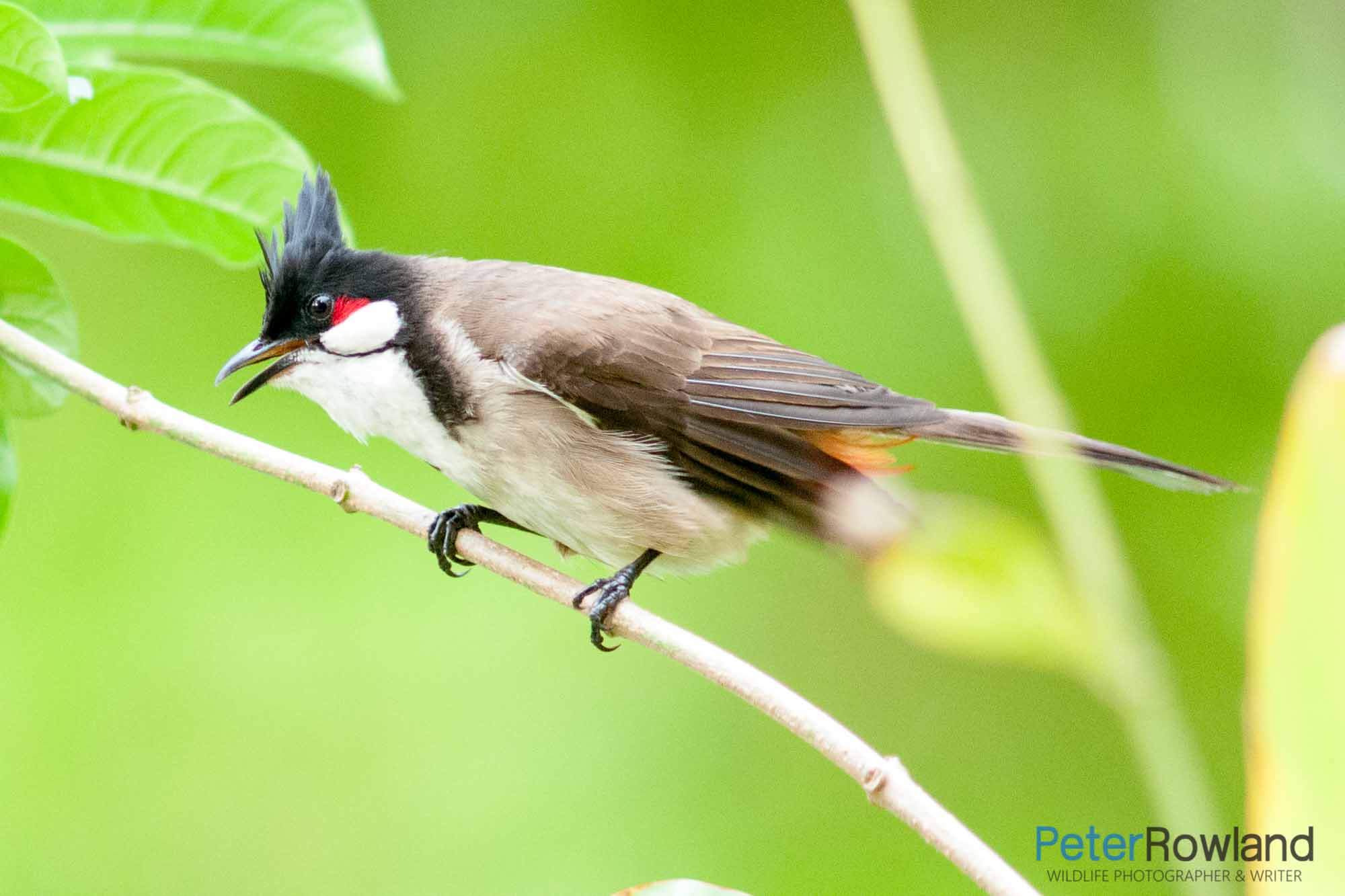 A Red-whiskered Bulbul calling out from its perch. [Photographed by Peter Rowland]