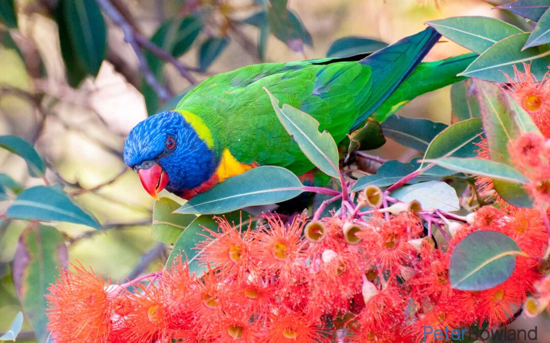 Parrots and Lorikeets