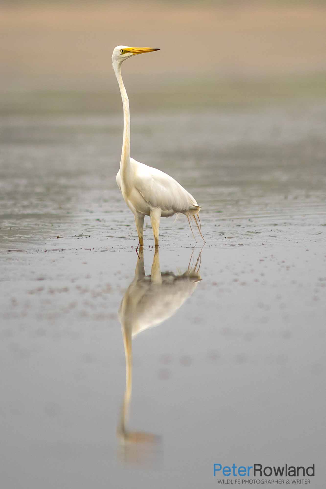 A Great Egret Wading in deep water