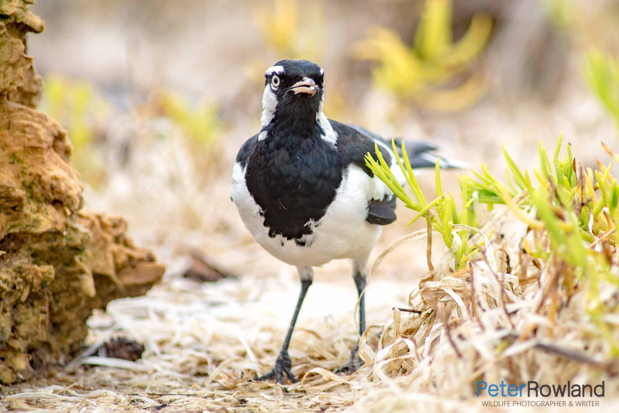 A male Magpie-Lark that has just caught an insect to eat. [Photographed by Peter Rowland]