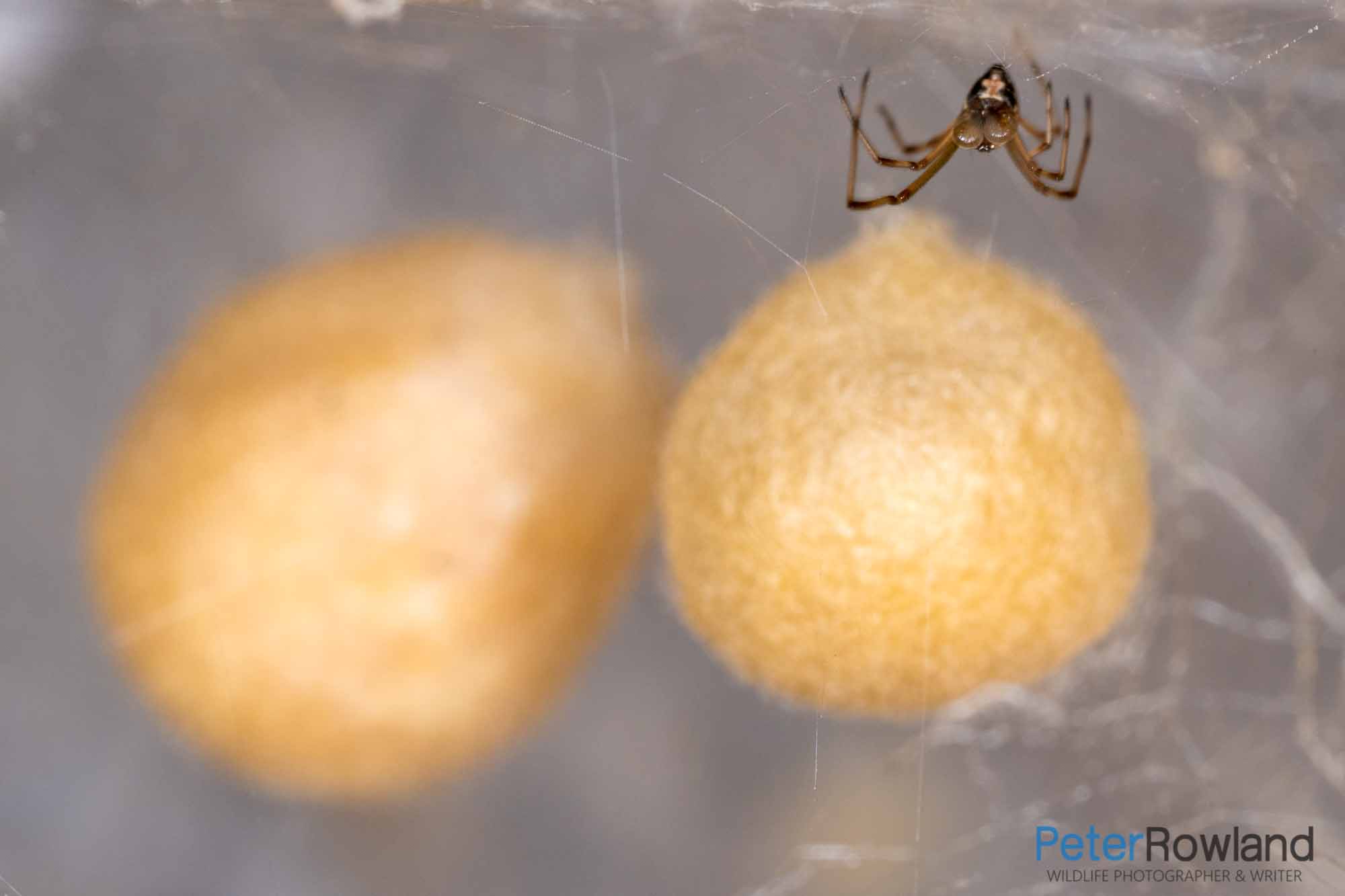 A male Redback Spider on a web next to two egg sacs
