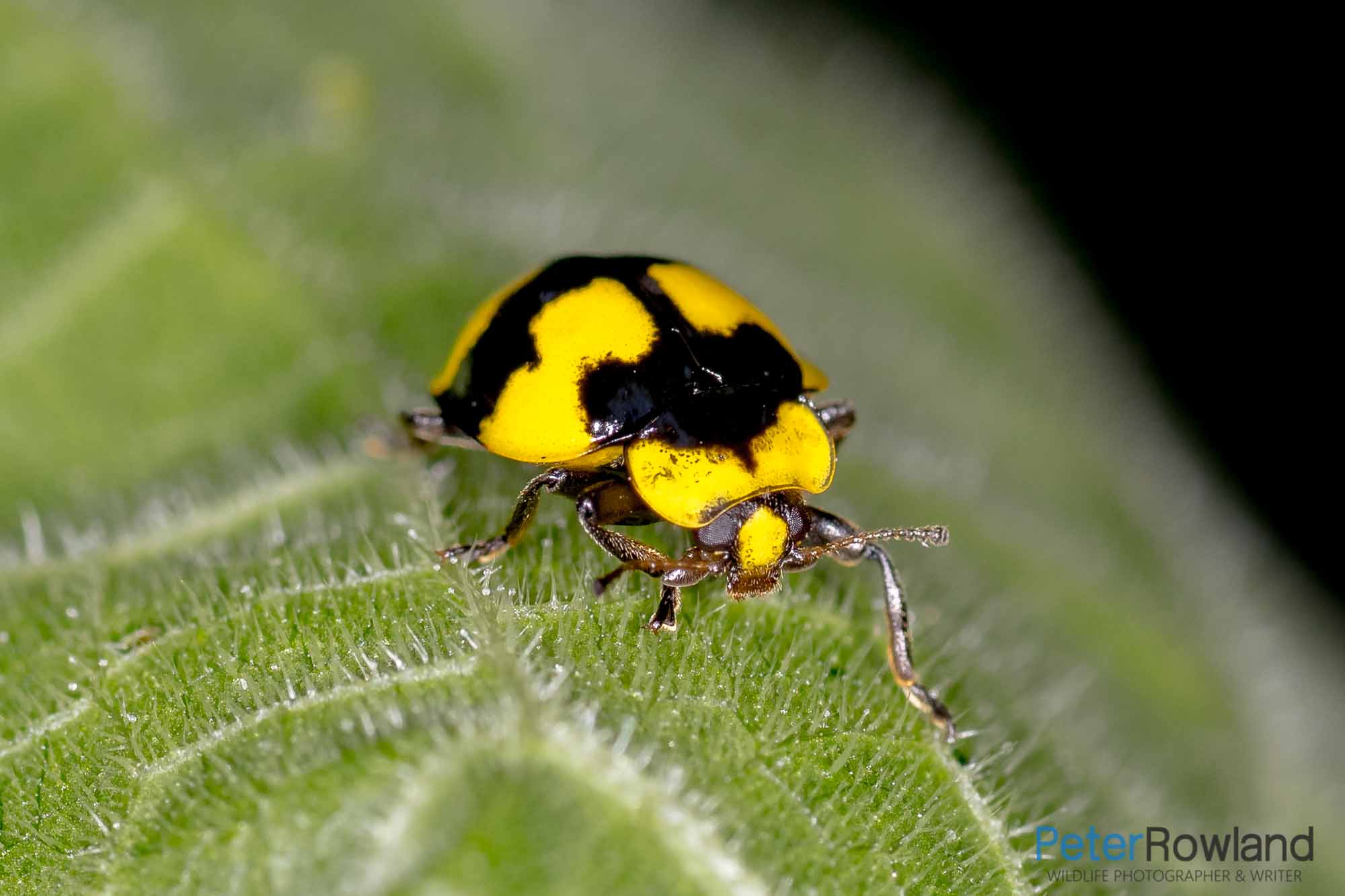 An adult Fungus-eating Ladybird on the leaf of a pumpkin plant