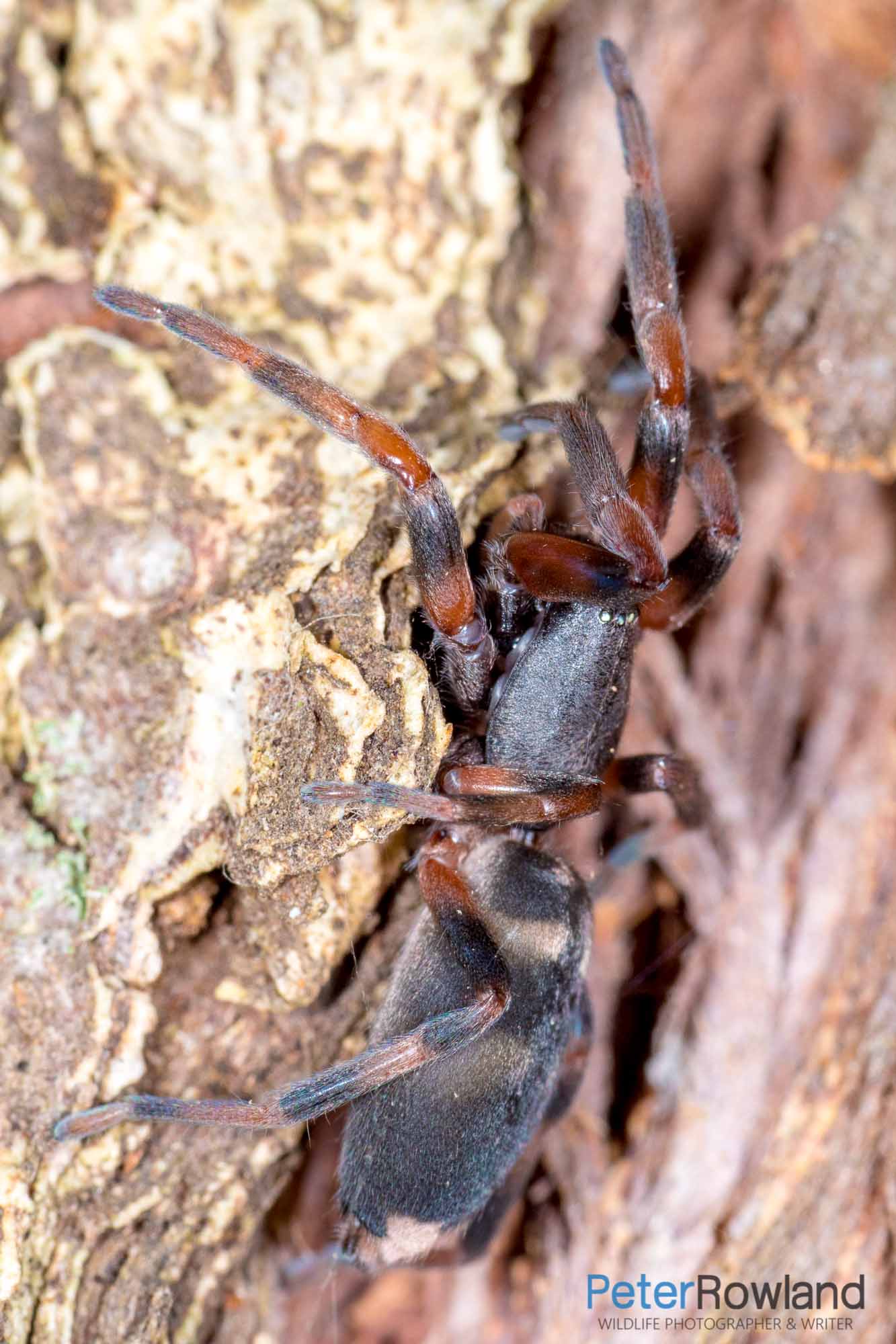 A White-tailed Spider emerging from a crevice in a tree