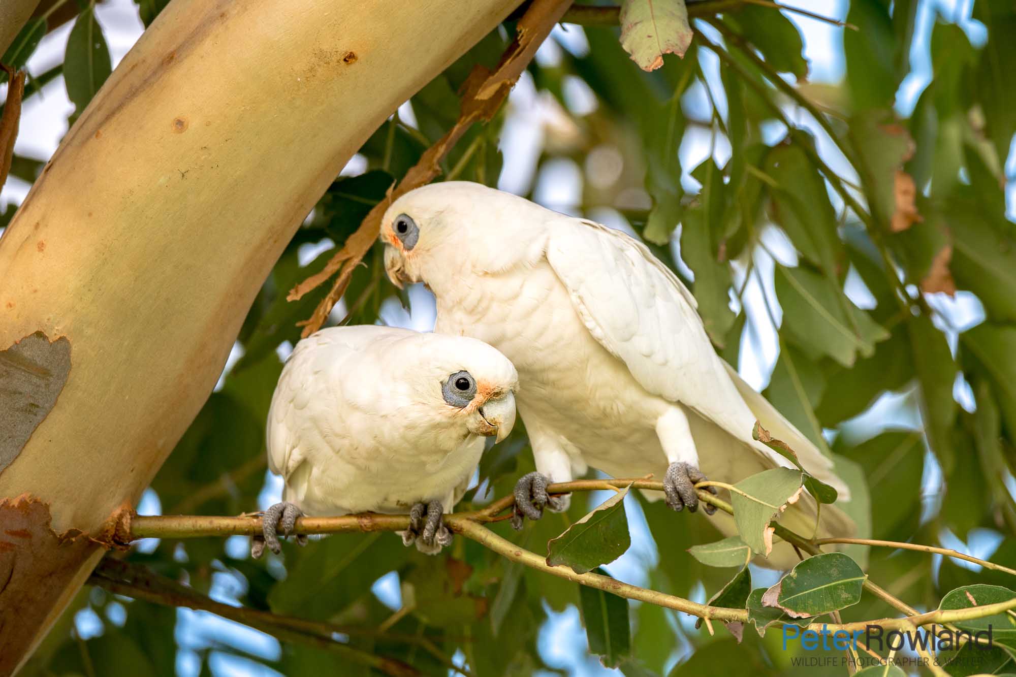 A pair of Little Corellas perched in a box tree