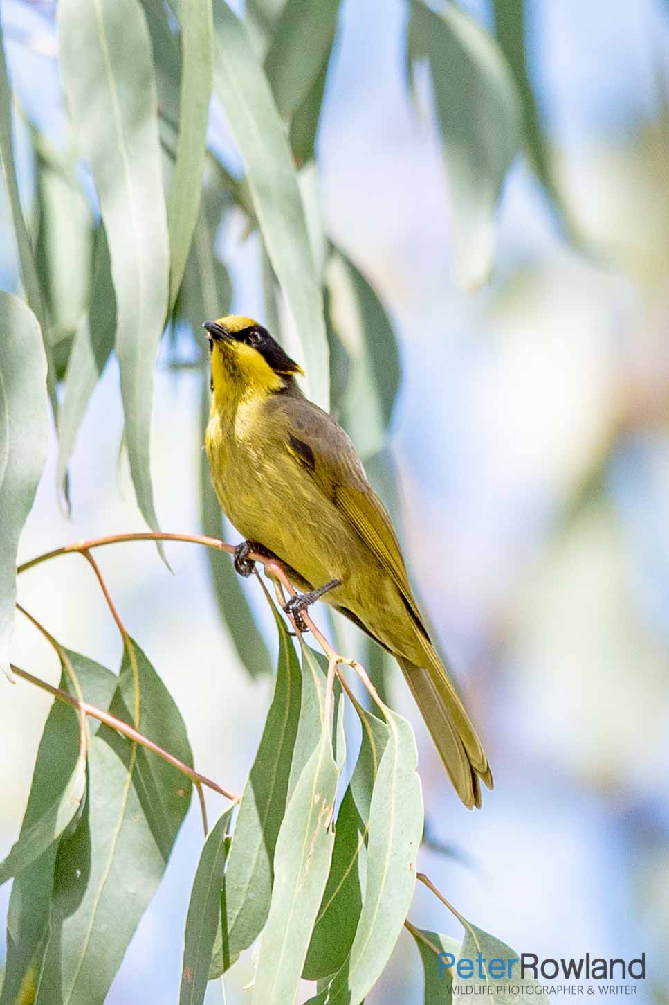 Yellow-tufted Honeyeater perching on a thin branch of a eucalypt tree
