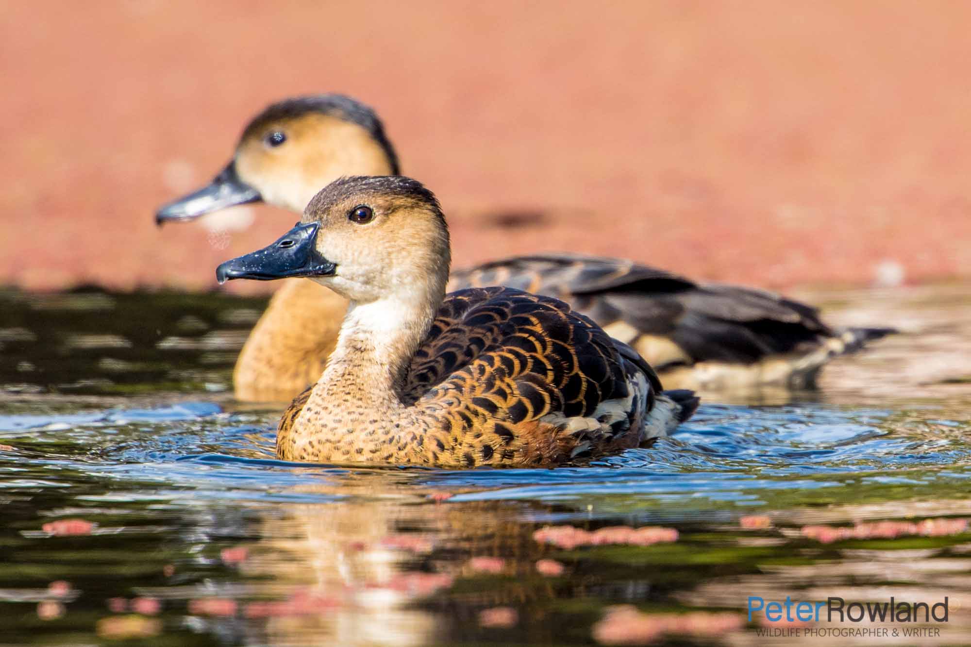 A Wandering Whistling-Duck pair swimming