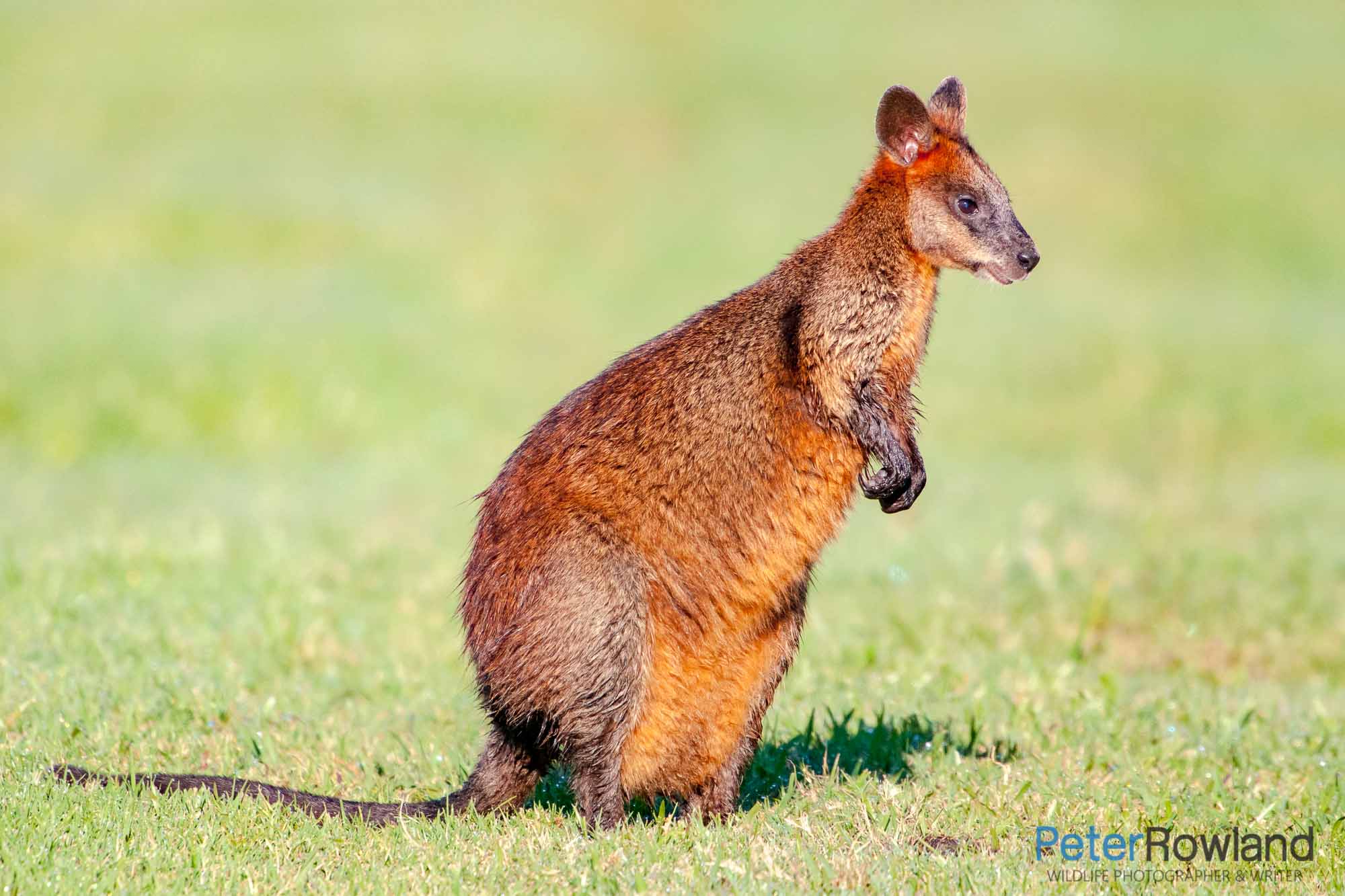 A Swamp Wallaby standing in a grassy clearing