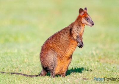 A Swamp Wallaby standing in a grassy clearing. [Photographed by Peter Rowland]
