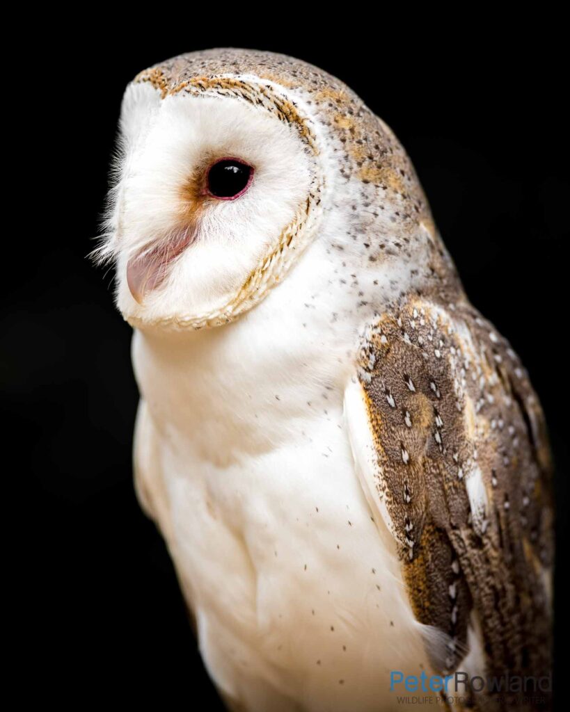Close up portrait of Barn Owl