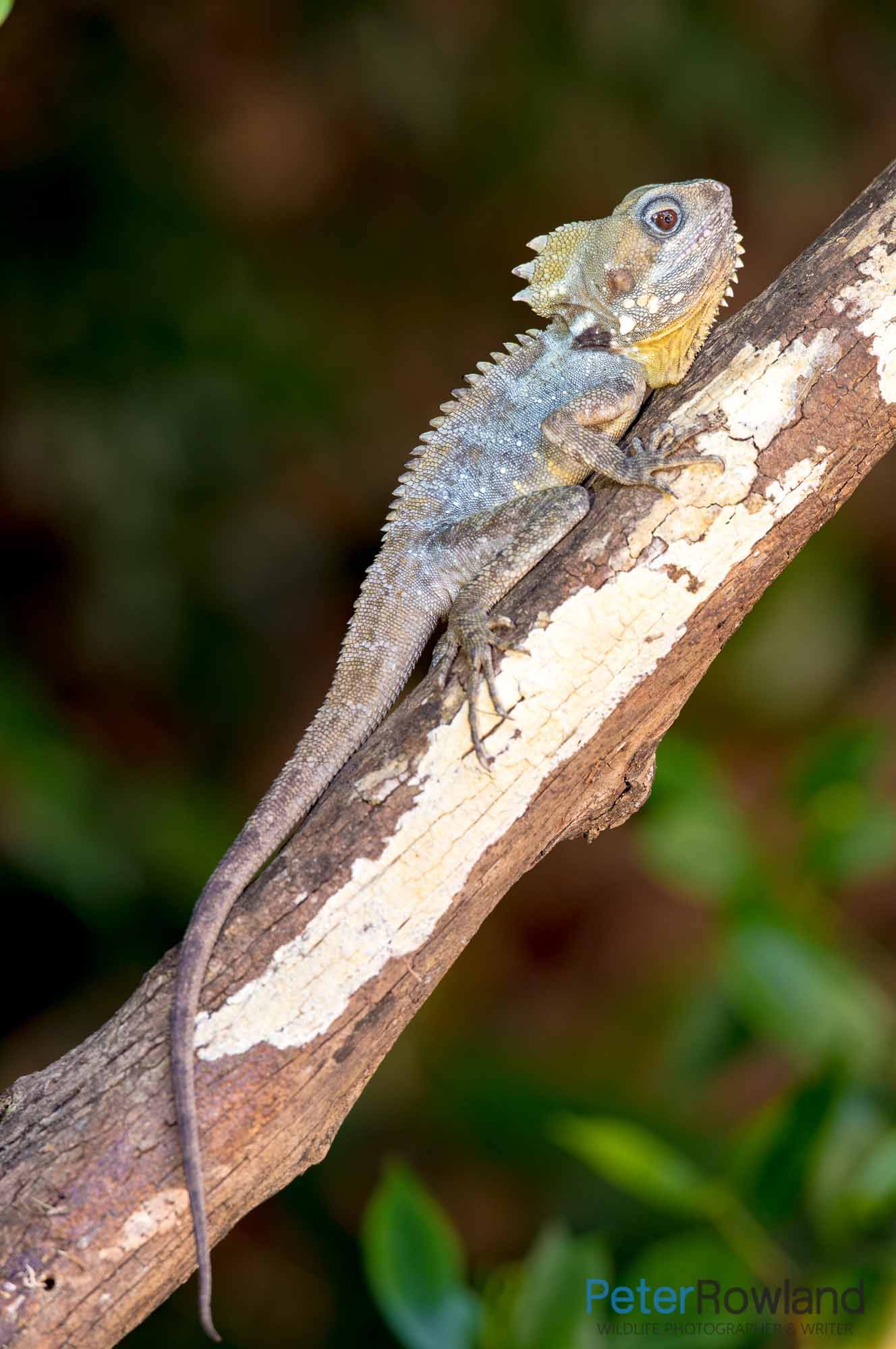 Boyd's Forest Dragon sitting on branch of tree with green leaves in background