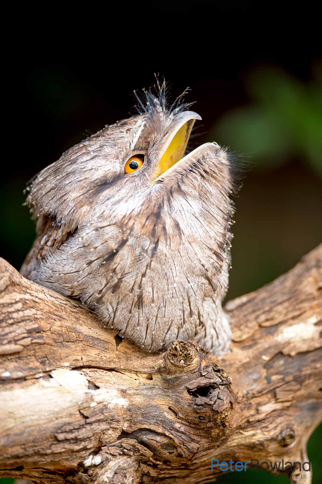 A Tawny Frogmouth sitting on a dead tree branch with its beak open