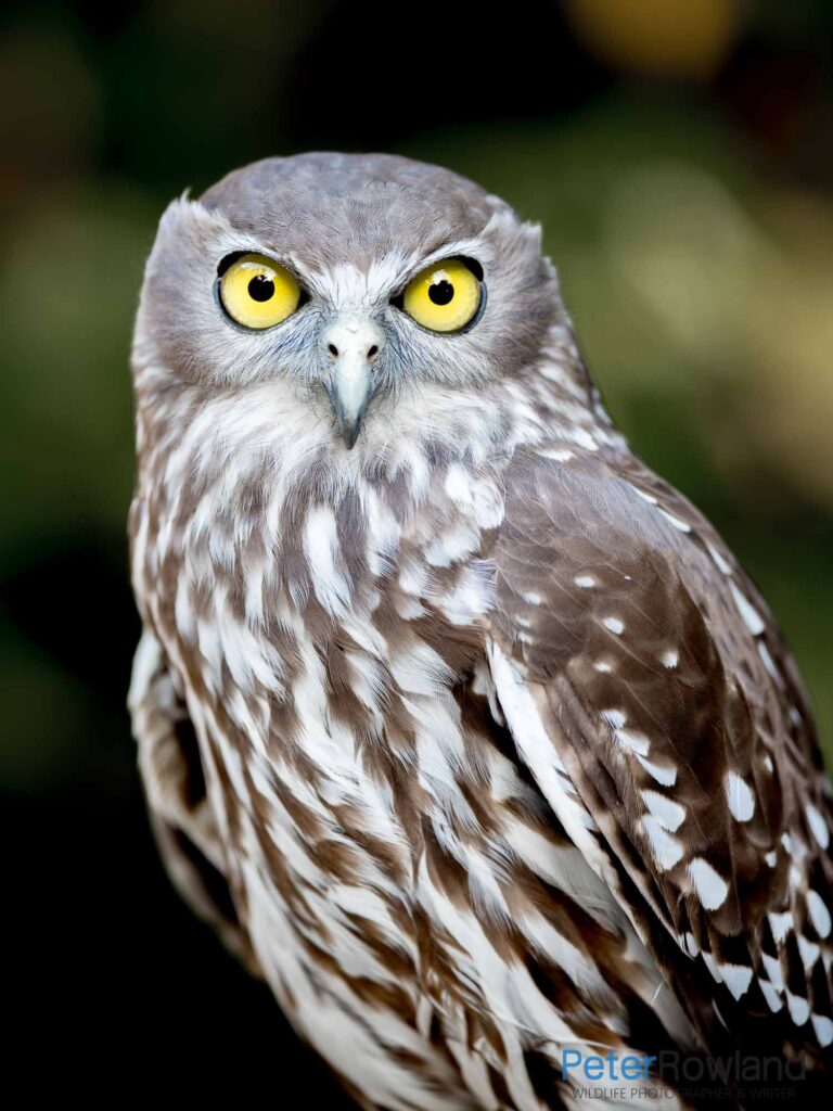 Close up portrait of Barking Owl