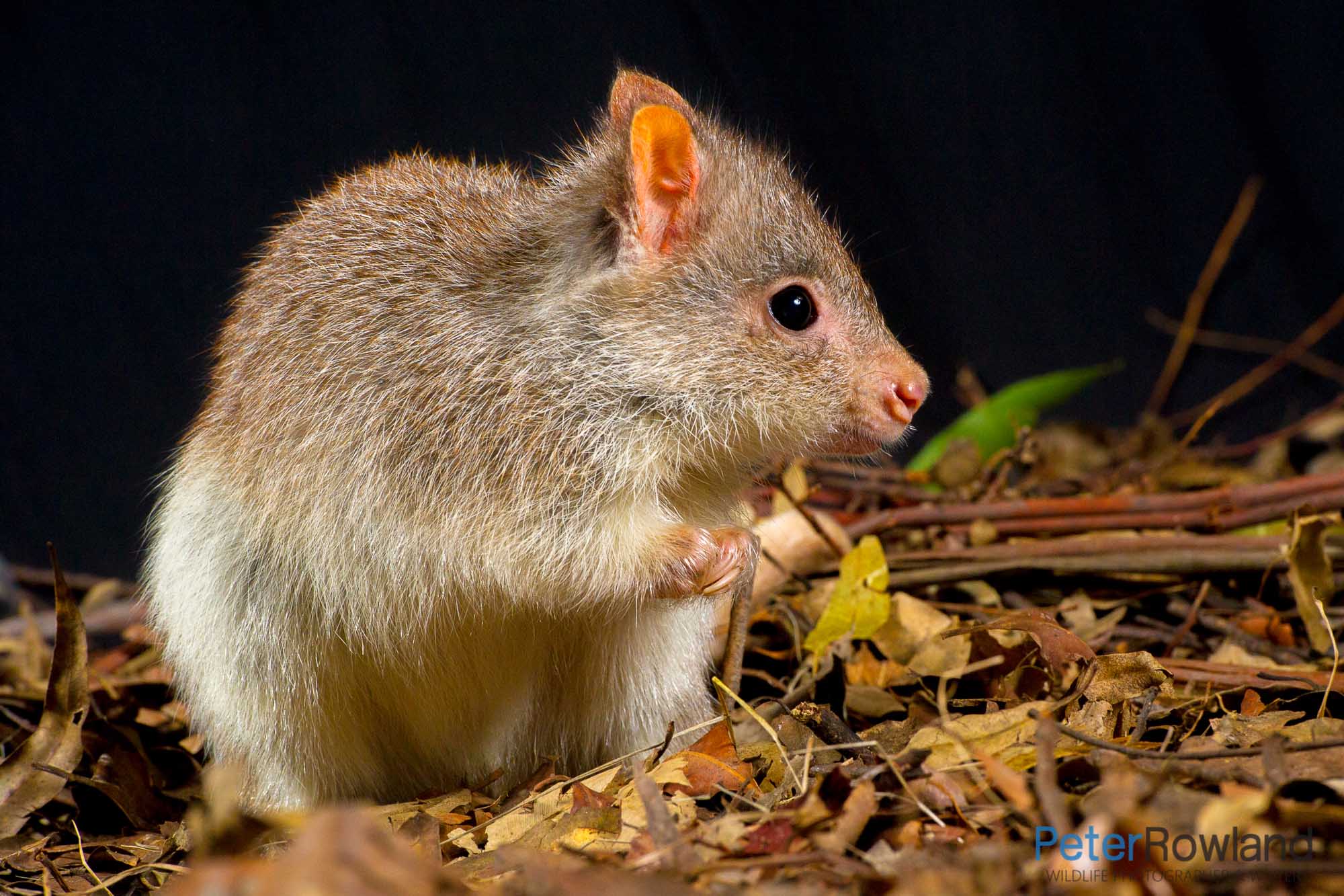 Rufous Bettong on leafy ground