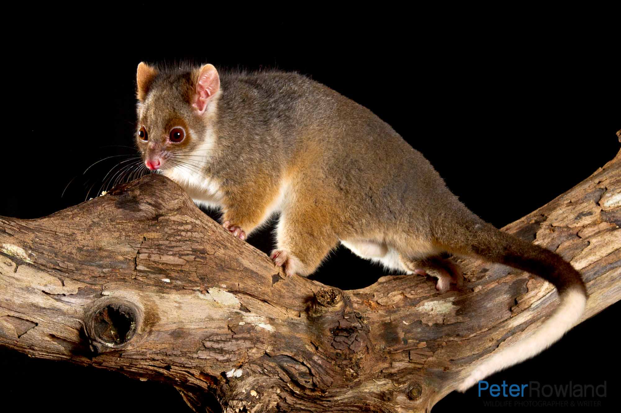 Southern Ringtail Possum on a branch